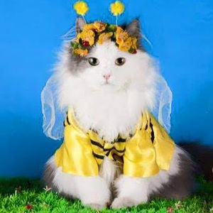 Meet your Posher, Mischelle